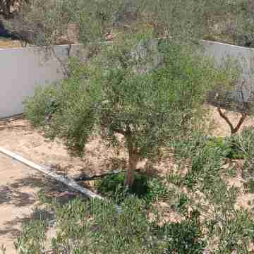 Villa Olivier Midoun Hotel Exterior