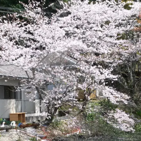 Ipponmatsu Onsen Akebono-so