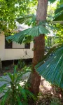 Cape Trib Beach House Hotel a Diwan