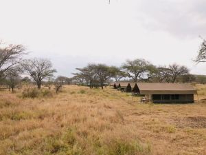 Rongai Eleven Serengeti Camp