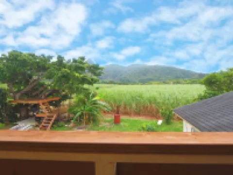 海雀＜石垣島＞