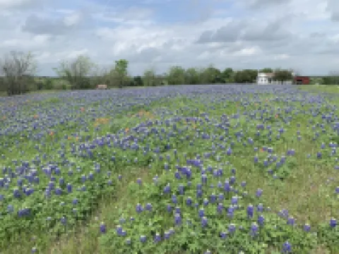 Country Farmhouse close to Texas A&M, wedding venues, & wineries! Hotels in Grimes County