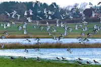 Semi-detached Houses, Oldsum auf Fohr