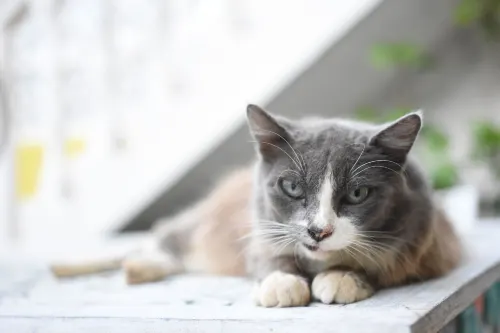 Cancun Guest House 6