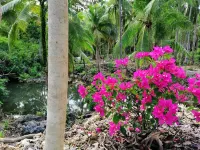Andnindot Garden Resort Hotels in Anda