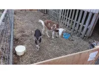 Farm Guest House Yagiyakata Hotels in Daisen