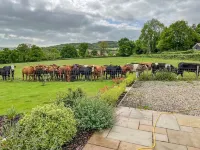 The Cosy Cowshed