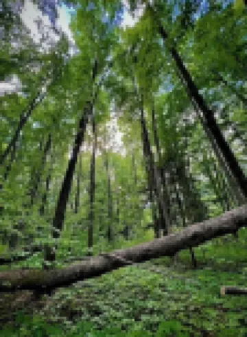 Gorgeous, Vintage, Crystal Mt Tiny Home