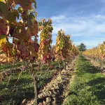 House in the Heart of the Saint-Emilion Vineyards Hotels in Neac