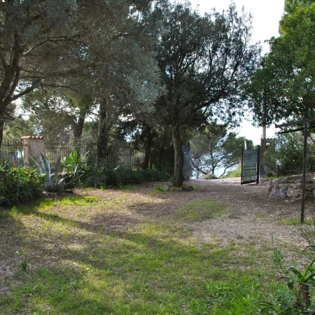 Corbezzolo