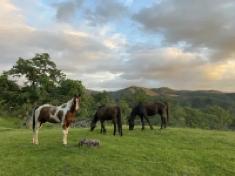 Newly remodeled Studio Cottage, perfect for two!