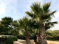 Graffeo Countryside Sea View Homes in Menfi in Sicily - Casa della Palma - Hotels in Menfi