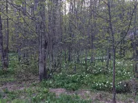 In The Heart Of The Hiawatha National Forest ~ Easy Access To The Trail System