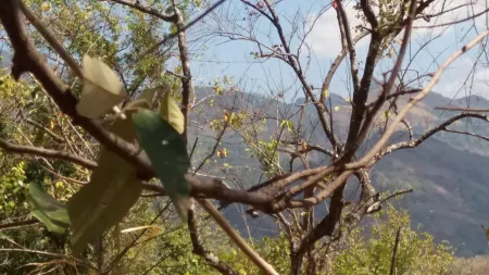 Nalanda Relaxation and Caping Site