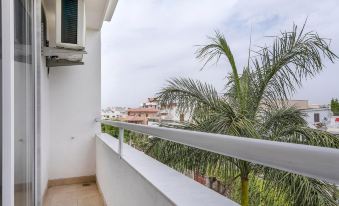 Palm 34