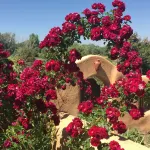陶斯老城區住宿加早餐旅館