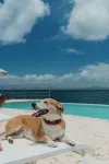 The Bannister Hotel & Yacht Club - Ocean View