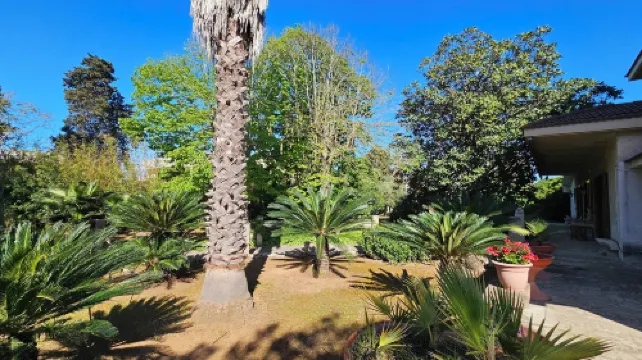 La Pineta