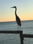 Navarre Beach Getaway! Stay for Free if You Move to Navarre!