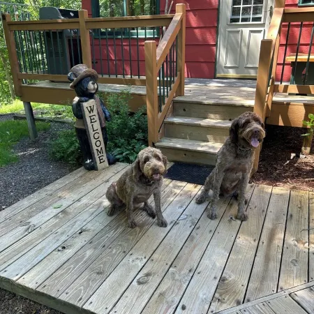 Woodland Trails Cabin on 130 acres with wildlife and miles of private trails