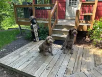 Woodland Trails Cabin on 130 acres with wildlife and miles of private trails