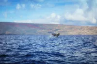 Immaculate, Luxury Comfort, Stunning Views - Hawaiian-Chic, Mid-Century Modern Hotels in Wailea