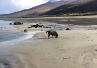 SPECIAL WEEKLY DISCOUNTS! Traditional stone cottage in beautiful West Kerry