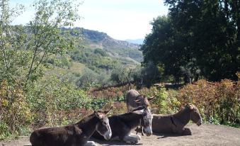 Agriturismo Il Meleto