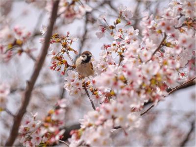 その他 サンメンバーズ京都嵯峨の写真
