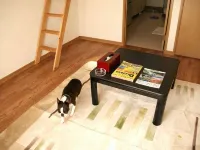 Pet-Friendly Petite Hotel Emmy Lumiere Hotels in Minamiminowa
