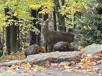 Private and Cozy Lake Wallenpaupack Retreat