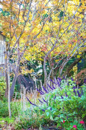 Cosy 3 BR Federation Cottage in Leura Blue Mountains NSW- Bushwalks and Cafes!!!