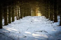 Whispering Pines Manor