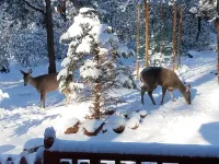 Escape to Cool Twin Pines!