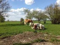 Quiet, large vacation apartment with 92 m2 for rent Hotel a Carpin