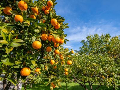 その他 マントラ エスプラネード ケアンズの写真