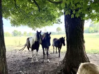 Cozy Farmhouse near Mammoth Cave on 45+ acre animal farm