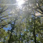 The Black Bear Vintage Camper Hotels in Monroe County