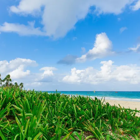 Palm Green Vacations Whitesands