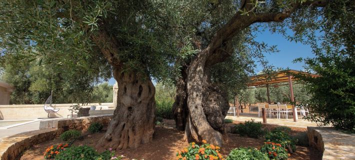 Terra Mater - Exclusive Cottage - Hotels in Ostuni