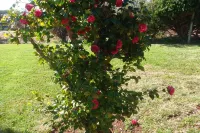 Herdade do Pedregal