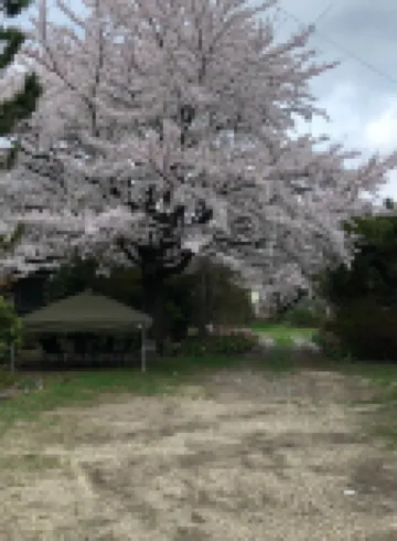 青森倉ado