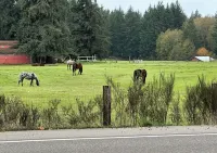 Cozy 1-bedroom suite on a small goat farm with full kitchen and living room