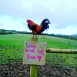 Secluded Converted Horsebox Retreat in Welcombe Hotel di Bude