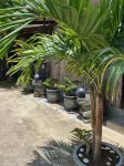 Air-conditioned Premium Bungalow with Private Pool/Free Breakfast