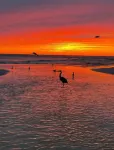 Beachy Bungalow, Santa Rosa Beach, FL near Gulf & 30A pet friendly vrbo 3628181