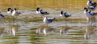 Duplex- Chant des Oiseaux - Abbeville - Baie de Somme