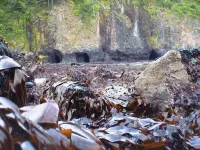 Eden's Garden Cottage, at the Oregon Islands Wildlife Refuge: Internet, piano Hotels in Netarts