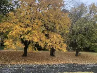 Historic home, serene patio, hiking; Minutes from Bedford Springs! Heated POOL!