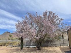 Desert Ranch House tucked into Nature's Beauty all around!